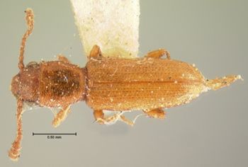 Media type: image;   Entomology 6775 Aspect: habitus dorsal view